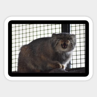 Angry Pallas Cat Sticker